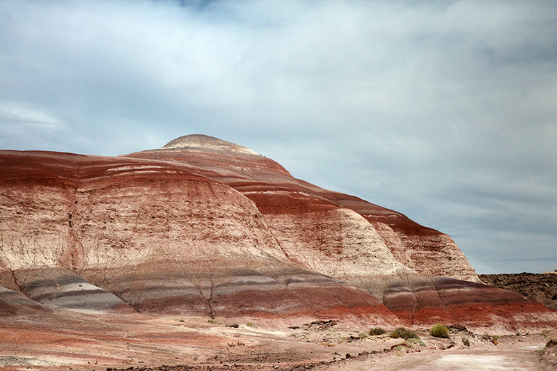 Bison : Antelope Island : Utah : Landscape Photos : Richard Moore : Photographer